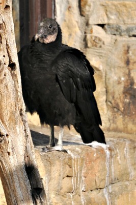 Clifty Falls black vulture2